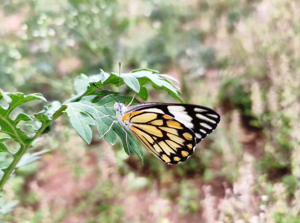 Garden butterflies